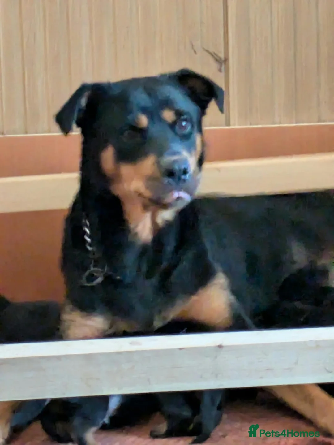 Mixed Breed dogs for sale: Border collie cross rottweiler puppies in Swindon - Advert 1