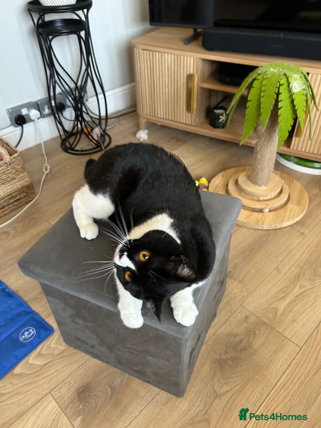 British Shorthair cats for sale: Beautiful Female Available  - Advert 2