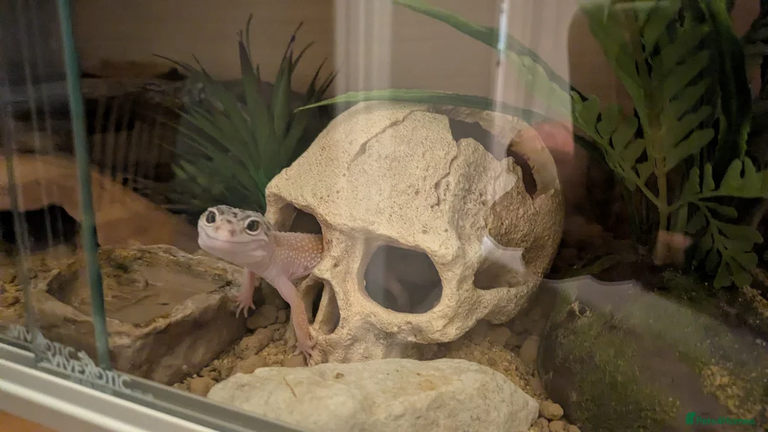 Leopard Gecko reptiles for sale: Leopard gecko 🦎 & vivarium  in Chippenham - Advert 11