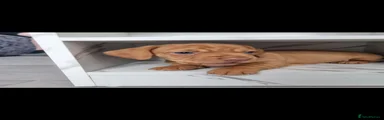 Dachshund 2