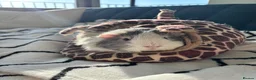 Guinea Pig rodents for sale: Two gorgeous pigs for adoption 💗 - Advert 3
