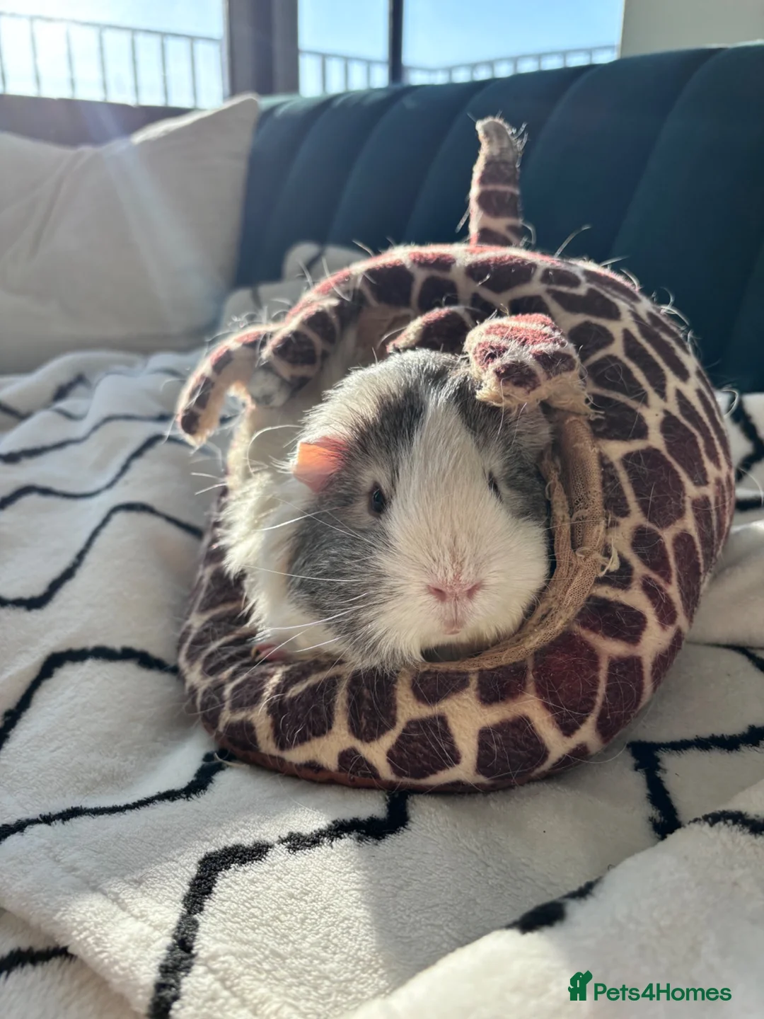 Guinea Pig rodents for sale: Two gorgeous pigs for adoption 💗 - Advert 3