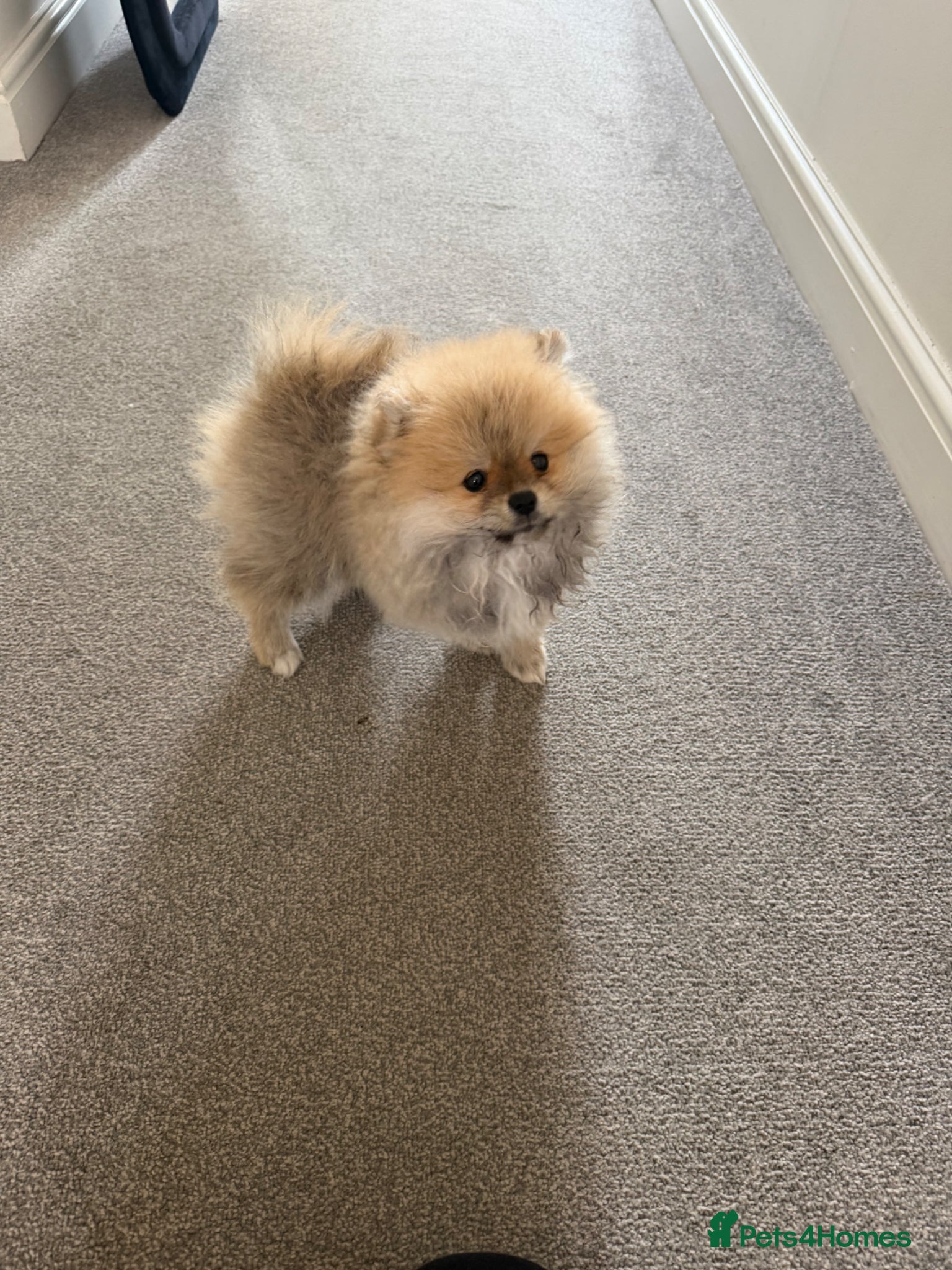 Pomeranian dogs  KC reg Pomeranian Puppies – 1 tiny boy left - Advert 8