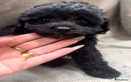 Cavapoo dogs for sale: Beautiful fully DNA tested Cavapoo's  - Image 5