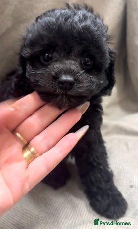 Cavapoo dogs - Advert 1