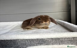 Mini Lop rabbits for sale: Stunning mini lops  - Image 4