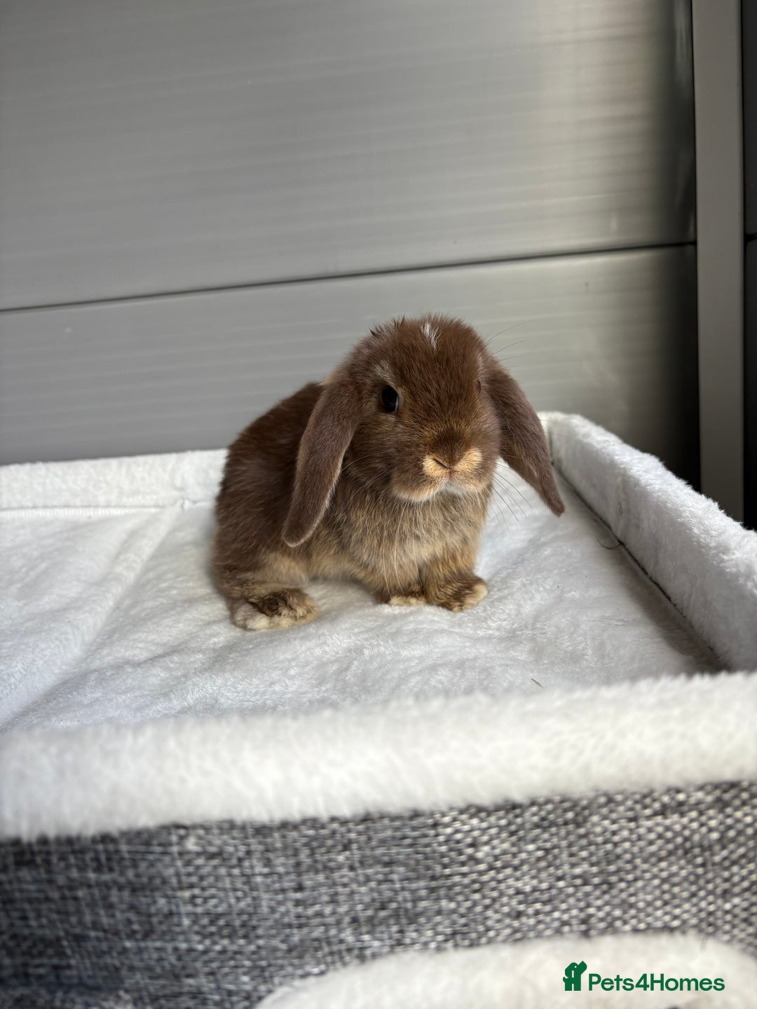 Mini Lop rabbits for sale: Stunning mini lops  - Image 4
