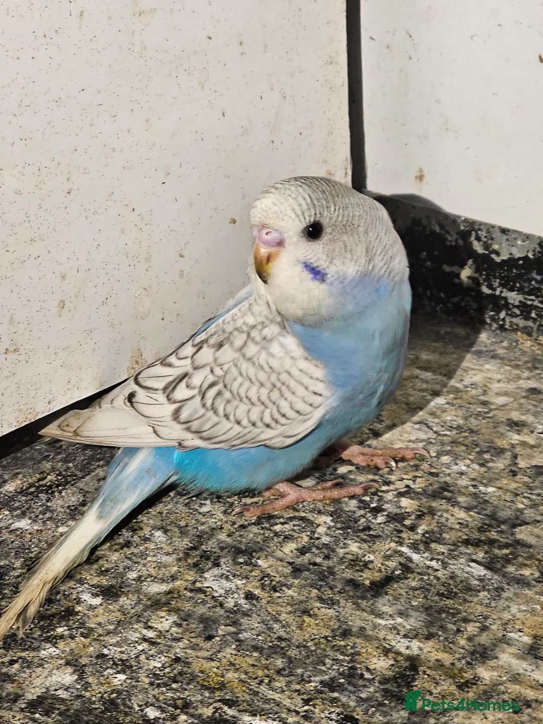 Budgerigars birds for sale: Budgie baby - Advert 4