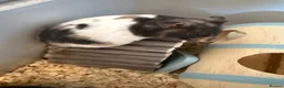 Hamster rodents for sale: Stunning Syrian hansters in Rochester - Advert 1