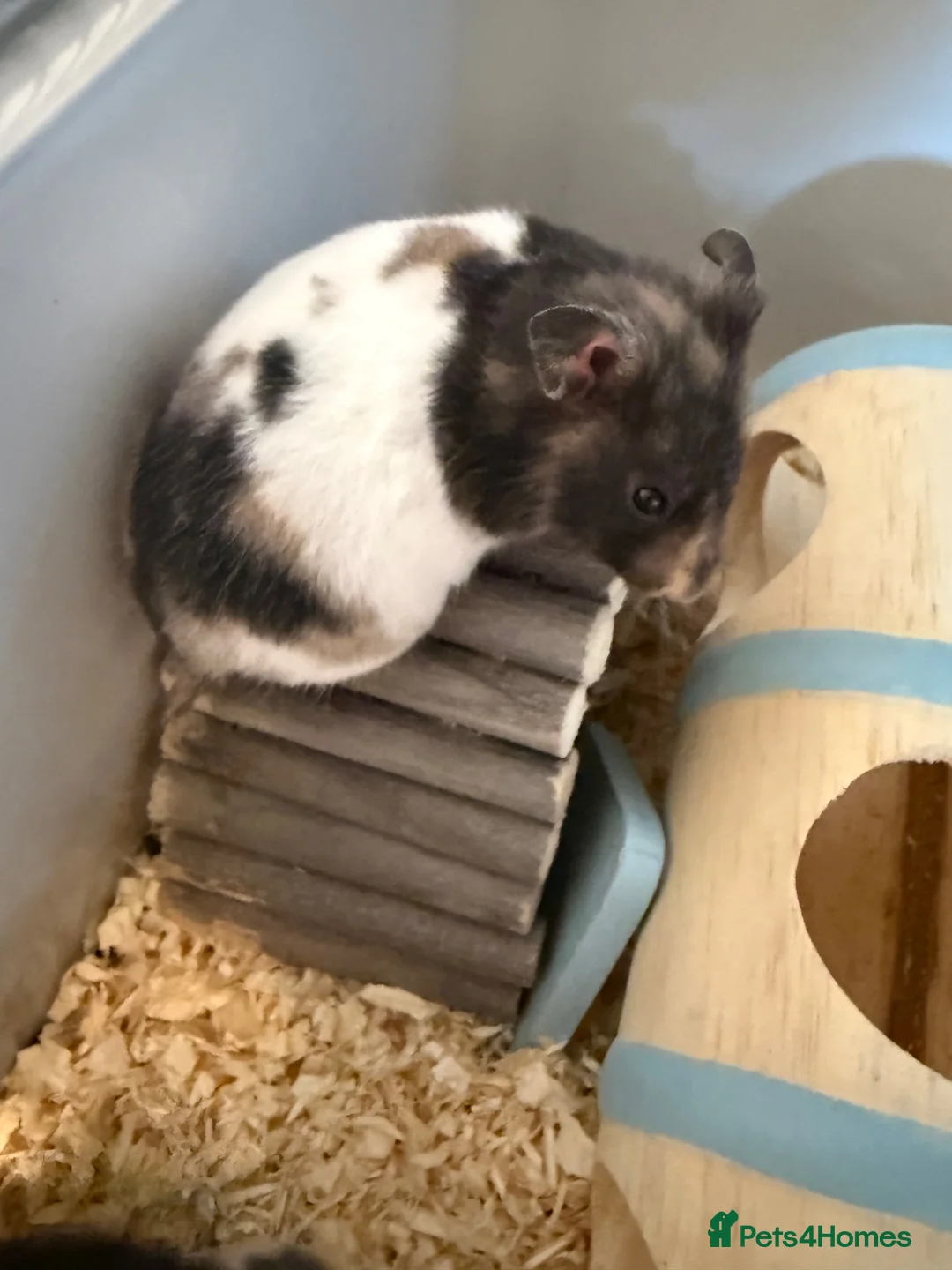 Hamster rodents for sale: Stunning Syrian hansters in Rochester - Advert 1