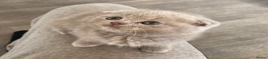 Scottish Fold Kitten 3