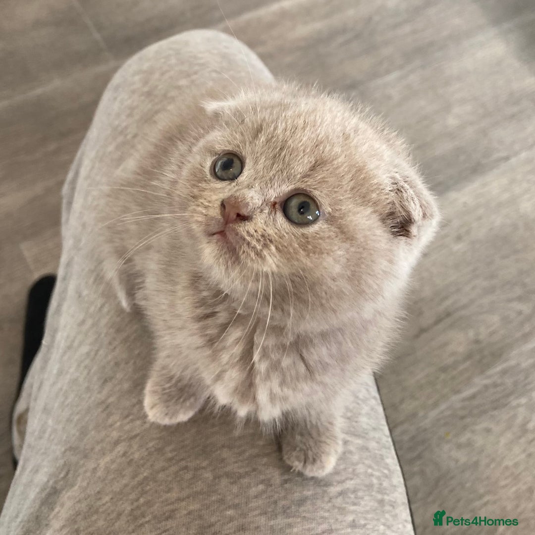 Scottish Fold cats for sale: Scottish Fold Kittens - Image 4