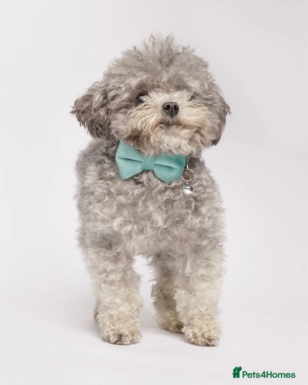 Toy Poodle dogs for stud: Smallest Silver Asian Micro Poodle In UK in Stevenage - Advert 3