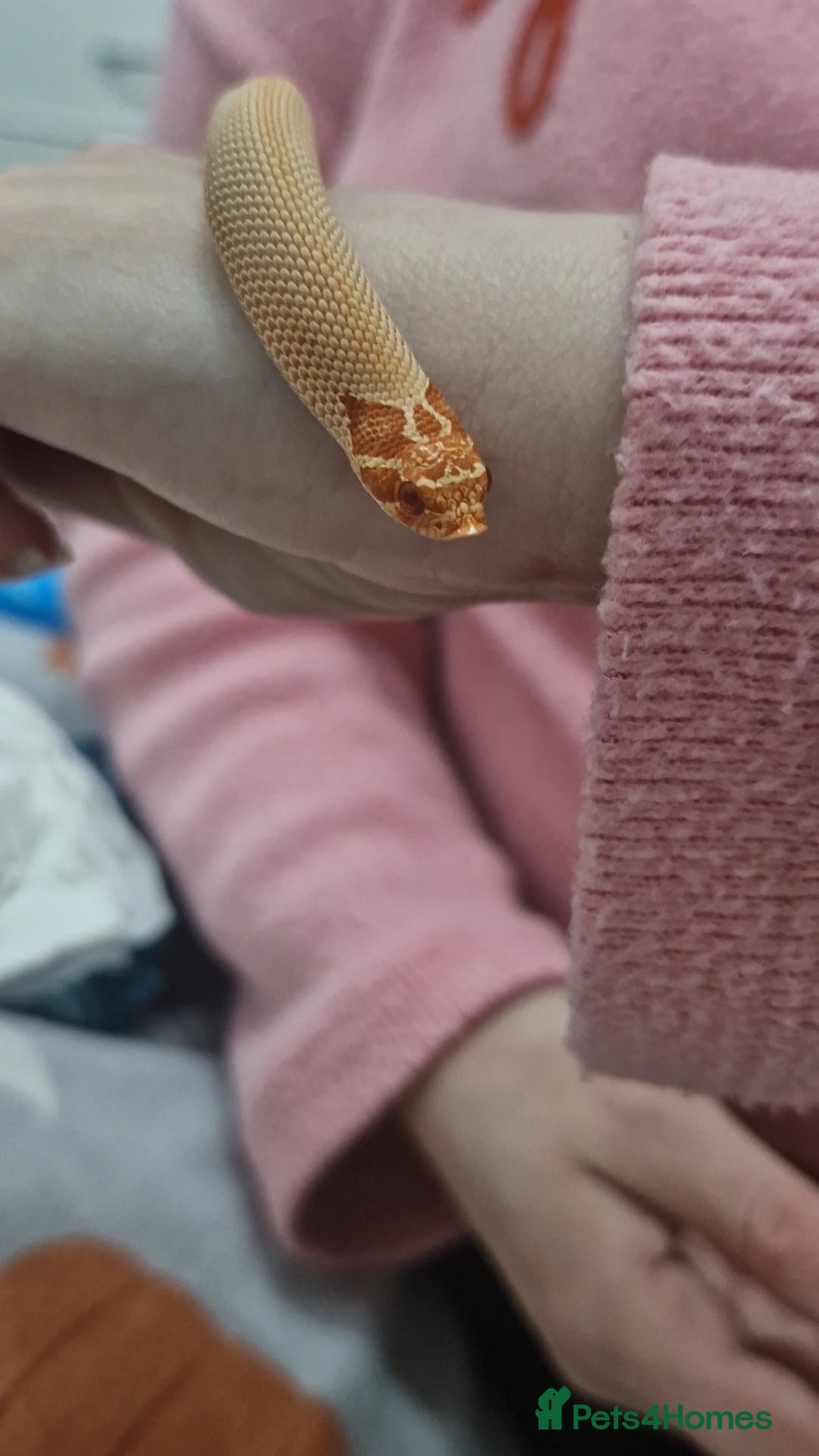 Snake reptiles for sale:  Albino superconda hognose - Advert 3