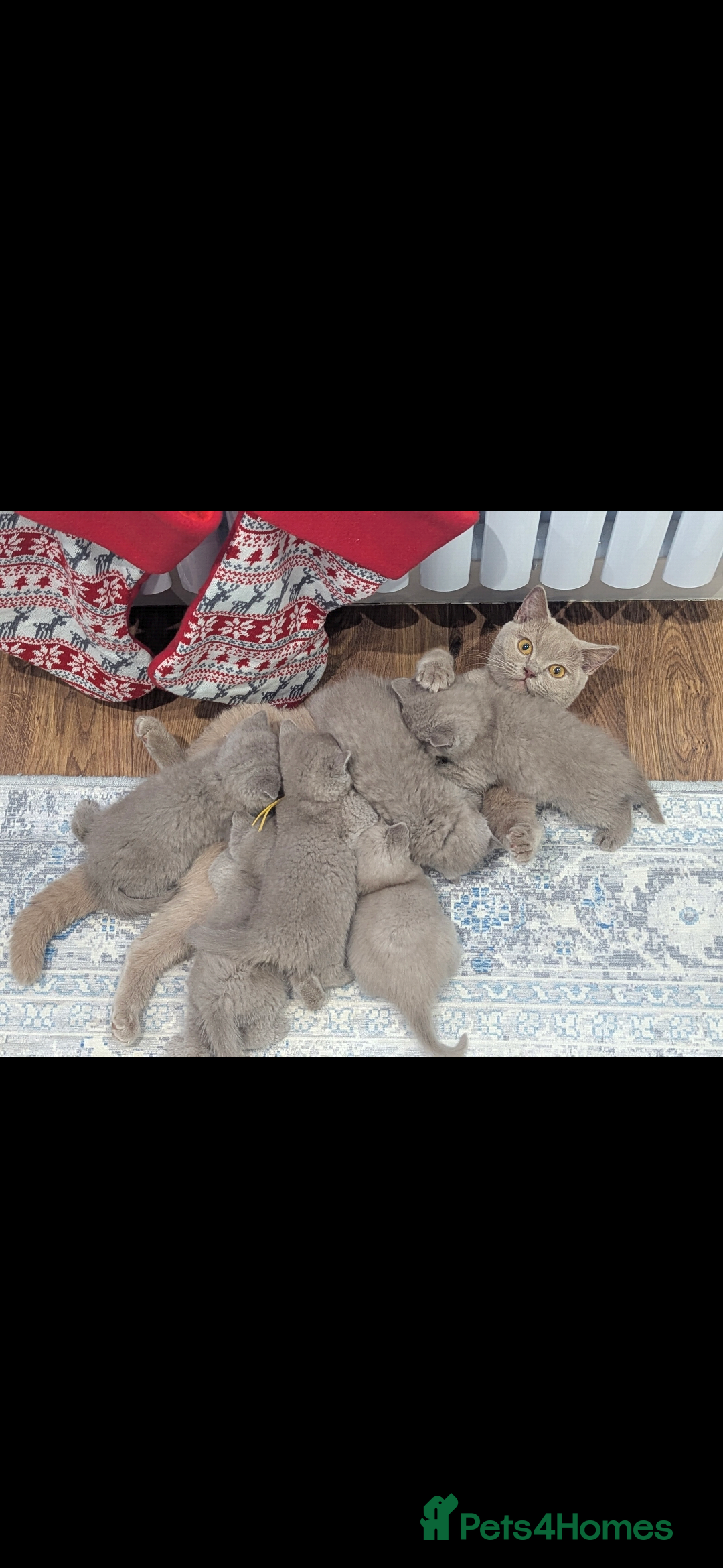 British Shorthair cats for sale: 6 beautiful rare FAWN British Shorthair Kittens ✨ - Advert 6