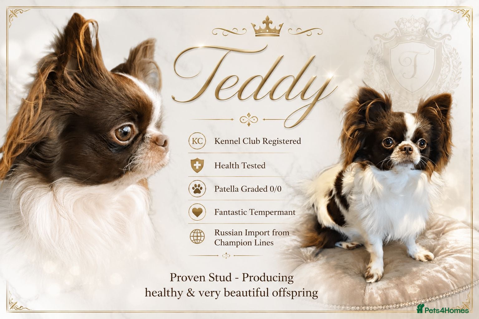 Chihuahua dogs KC reg-Heath Tested-Proven Stud - Advert 22