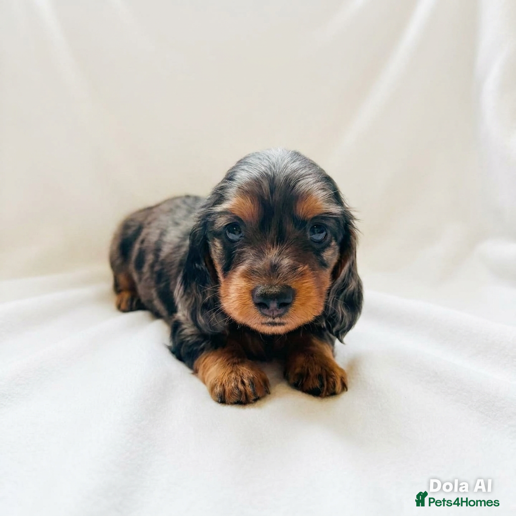 Miniature Dachshund dogs Quality Miniature Dachshund puppies - Advert 1