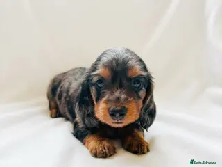 Miniature Dachshund dogs Quality Miniature Dachshund puppies - Advert 1