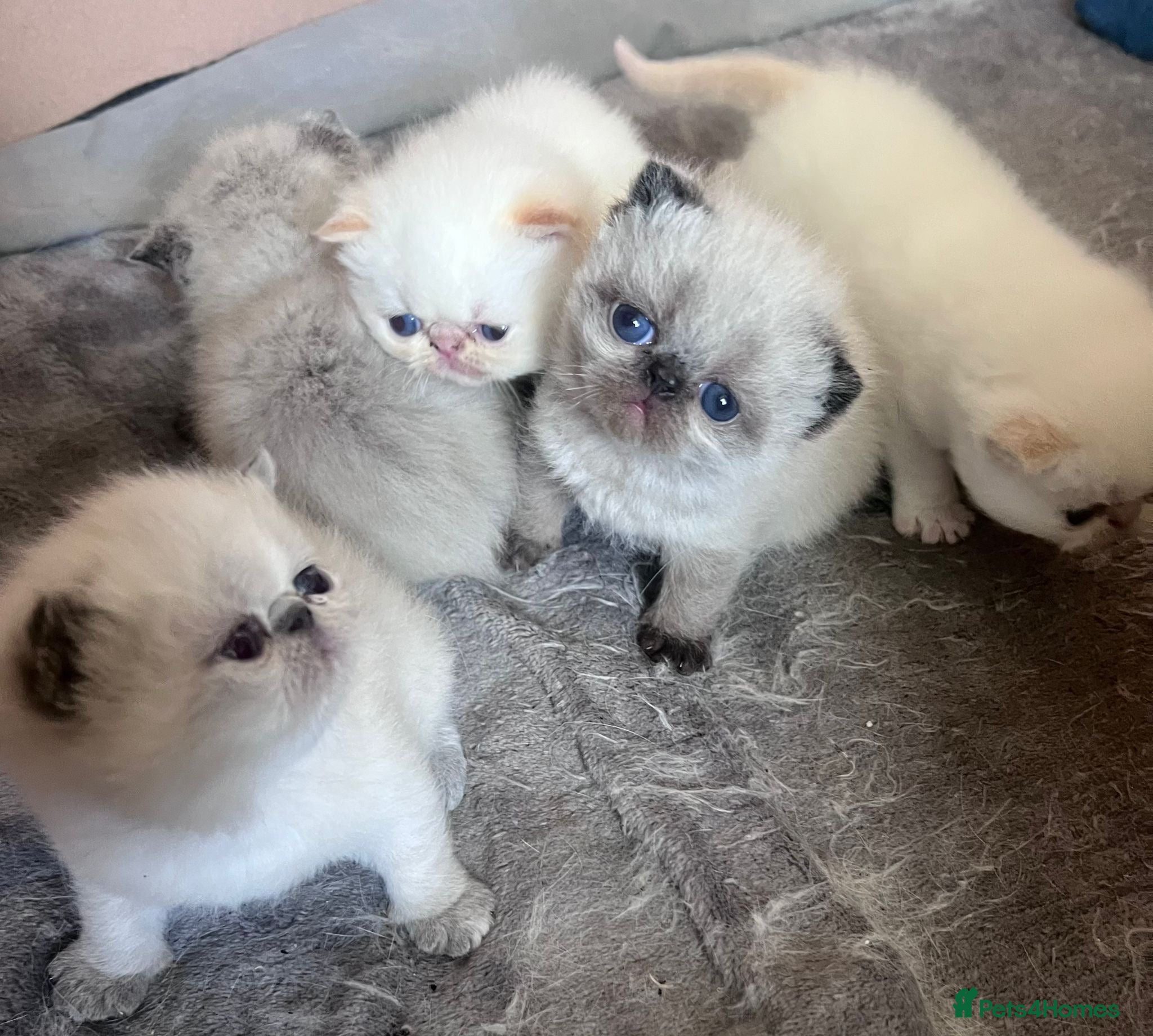 Exotic cats Colourpoint Exotic Shorthair kittens - Advert 6