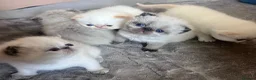Exotic cats for sale: Colourpoint Exotic Shorthair kittens - Advert 1