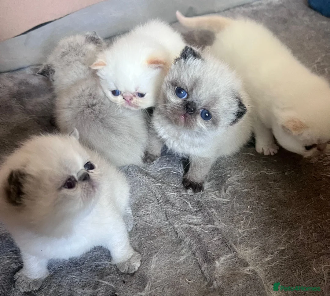 Exotic cats for sale: Colourpoint Exotic Shorthair kittens - Advert 1