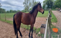 Welsh Section D horses for sale: Bartonhouse charlotte(charlie)15.1 welsh part bred - Image 7