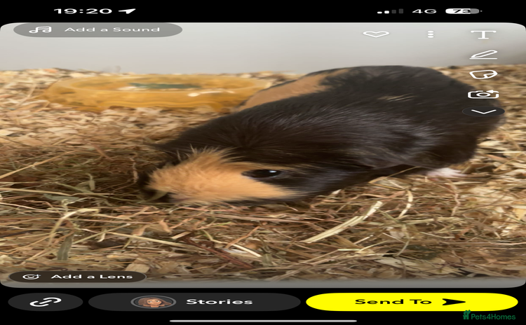 Guinea Pig rodents - Advert 4