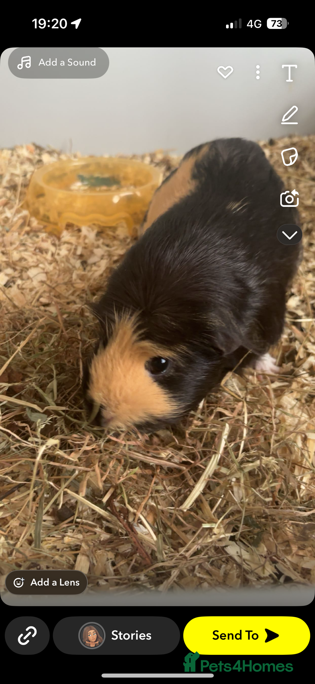 Guinea Pig rodents for sale: 2 gorgeous guinea pigs (re homing) - Image 1