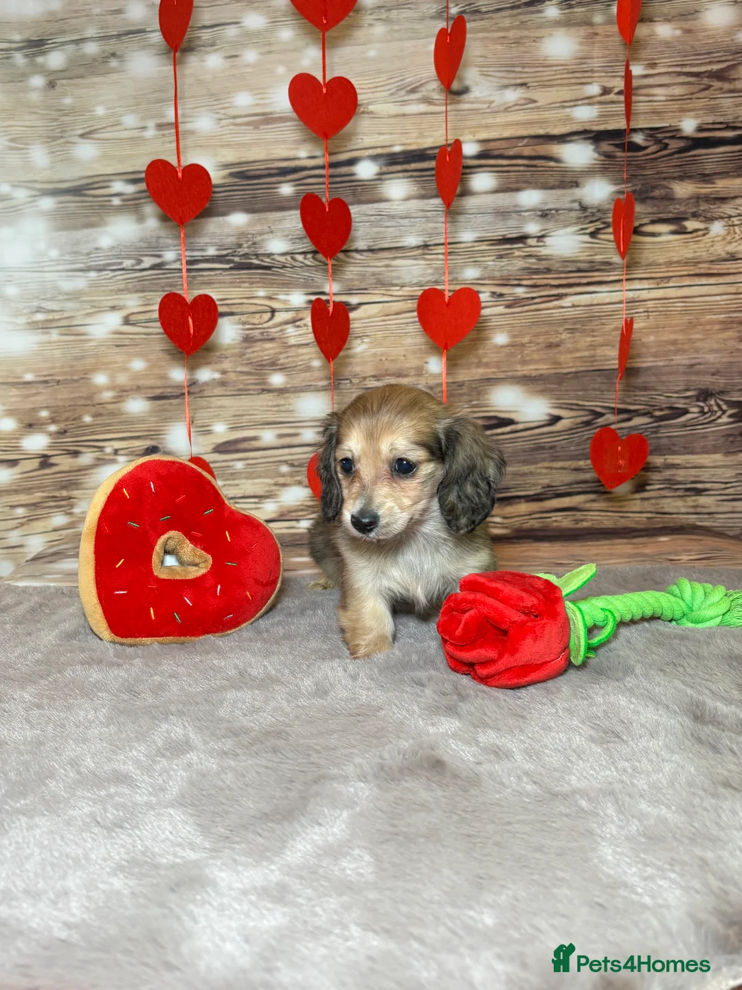 Miniature Dachshund dogs for sale: Beautiful miniature long haired dachshunds - Advert 4