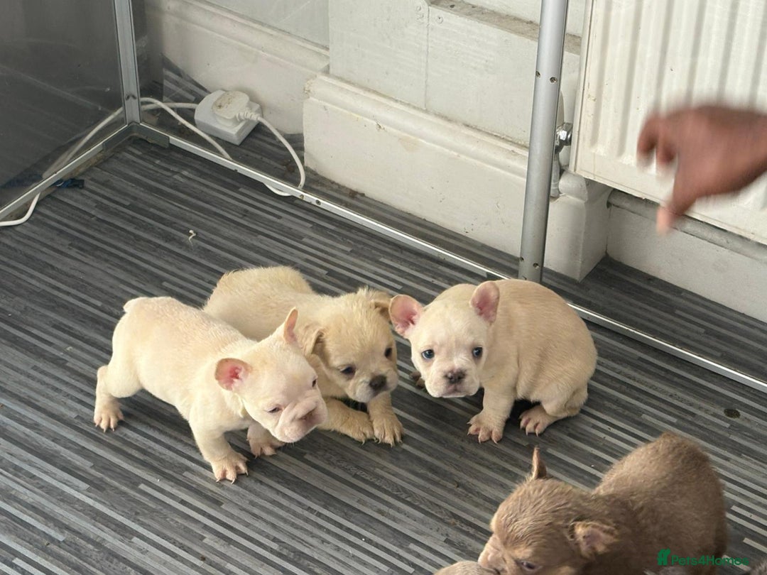 French Bulldog dogs for sale: New shade french bulldogs - Image 17