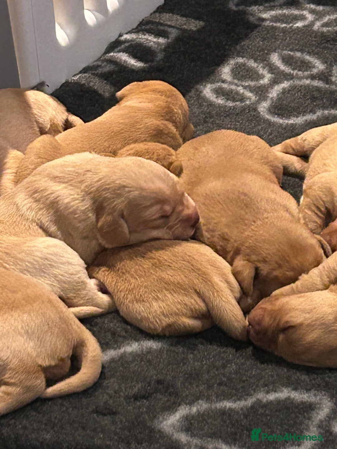 Labrador Retriever dogs for sale: Labrador Retriever Puppies KC reg - Advert 7