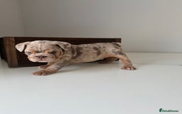 English Bulldog dogs for sale: 🏡 Ready to leave this Sunday 27.07.25 🏡 in Crawley - Image 12
