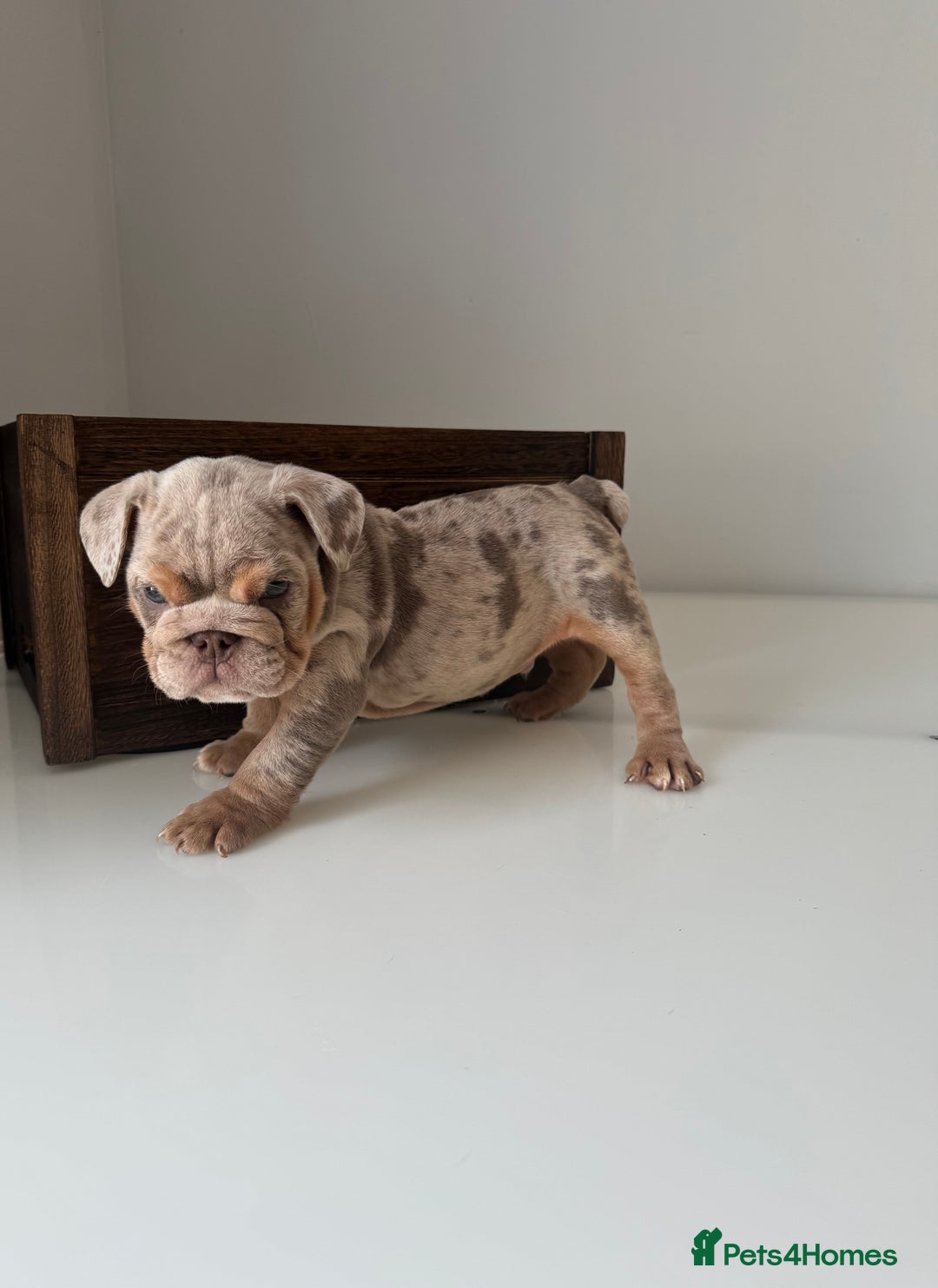 English Bulldog dogs for sale: 🏡 Ready to leave this Sunday 27.07.25 🏡 in Crawley - Image 12