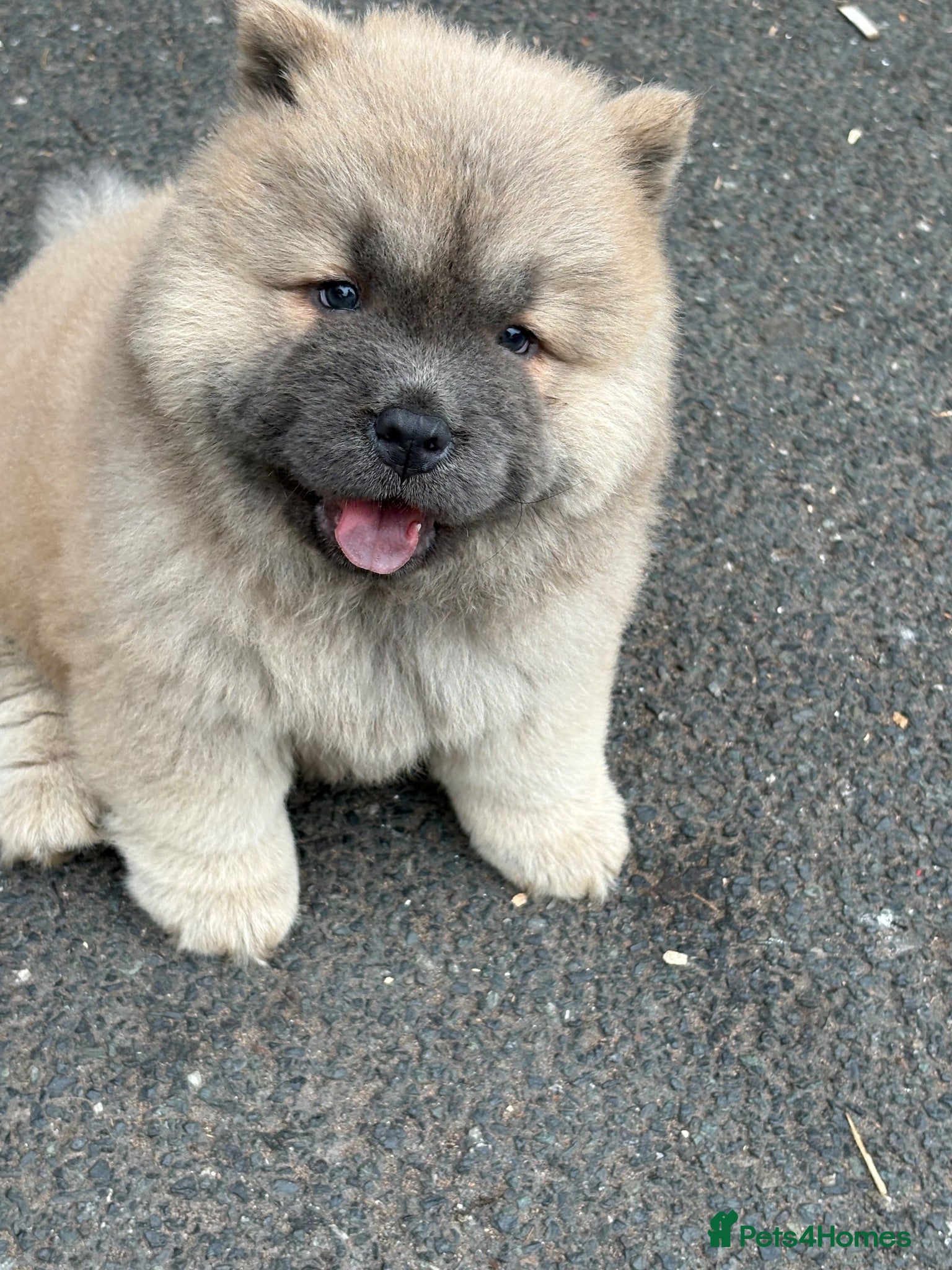 Chow Chow dogs 🧸🐾 Chow Chow puppies ready now🐾🧸 - Advert 1