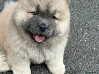 Chow Chow dogs 🧸🐾 Chow Chow puppies ready now🐾🧸 - Advert 1