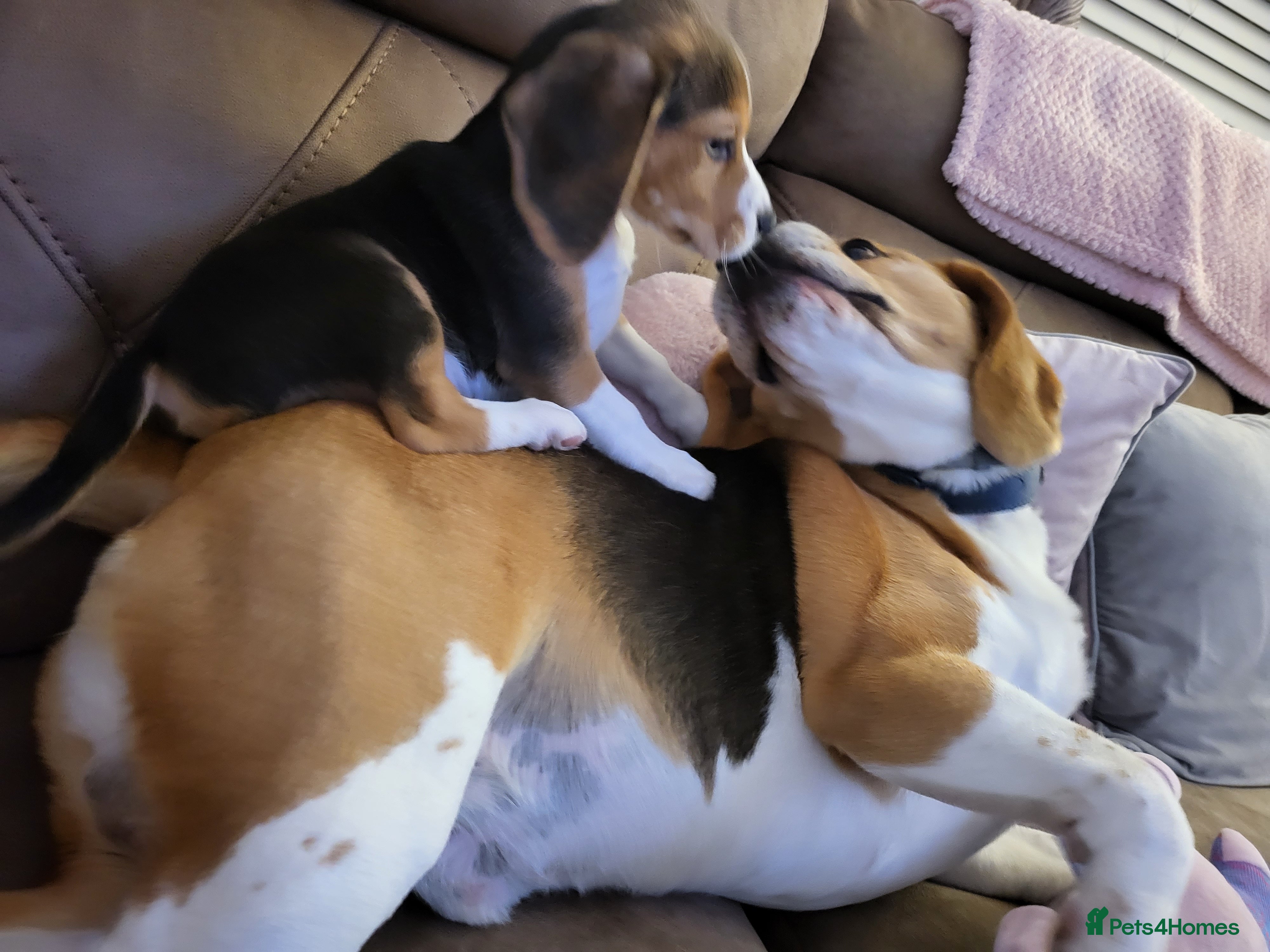 Beagle dogs KC Reg Pedigree Tri coloured beagles - Advert 1
