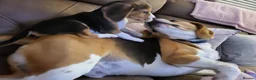 Beagle dogs for sale: KC Reg Pedigree Tri coloured beagles - Advert 1