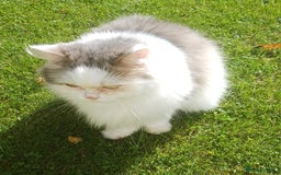 Scottish Fold cats for sale: Suzzie - Image 3