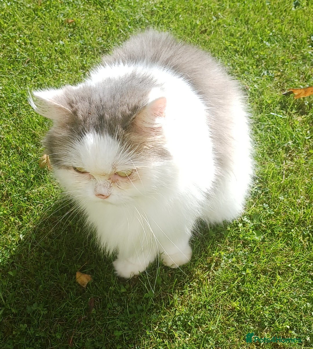 Scottish Fold cats for sale: Suzzie - Image 3