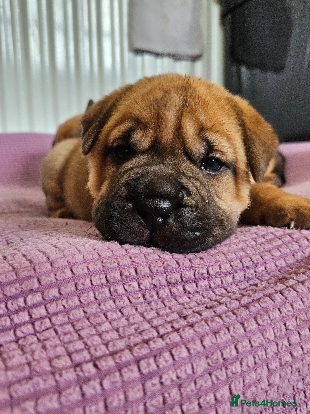 Shar Pei dogs for sale: Shar Pei puppies (READY TO GO NOW) - Image 10