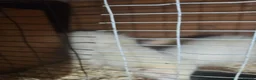 Ferret rodents for sale: 2 male ferrets for sale - Advert 3