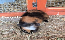 Guinea Pig rodents for sale: Guinea pigs  - Image 2