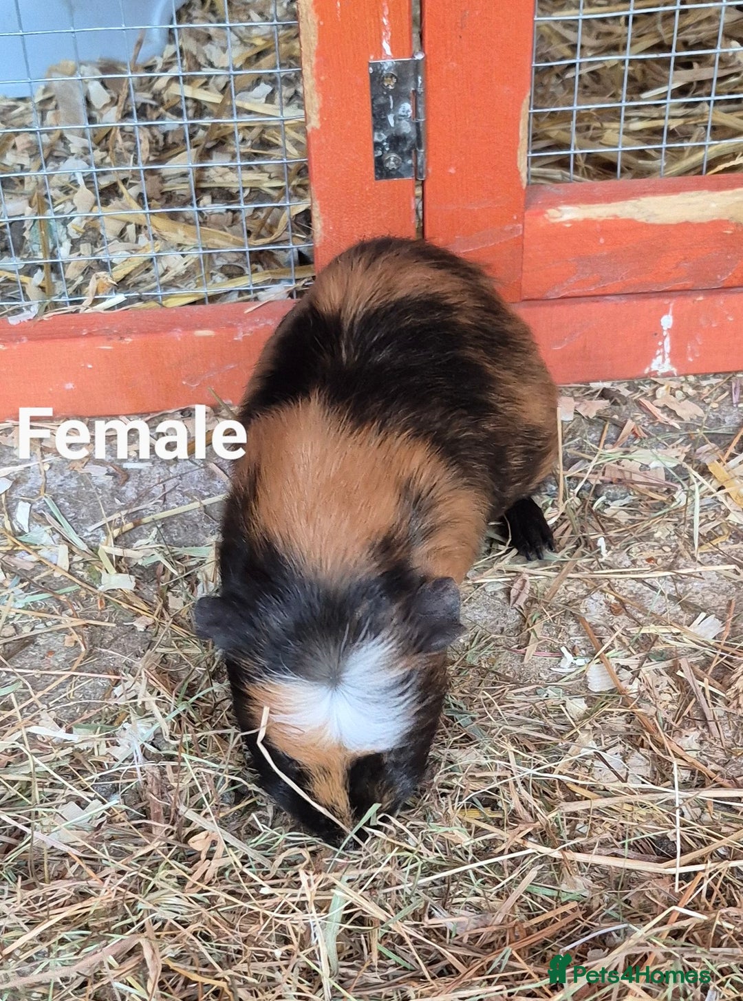 Guinea Pig rodents for sale: Guinea pigs  - Image 2