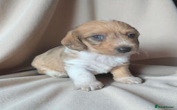 Chiweenie dogs for sale: 5 gorgeous Chiweenie puppies - Image 5