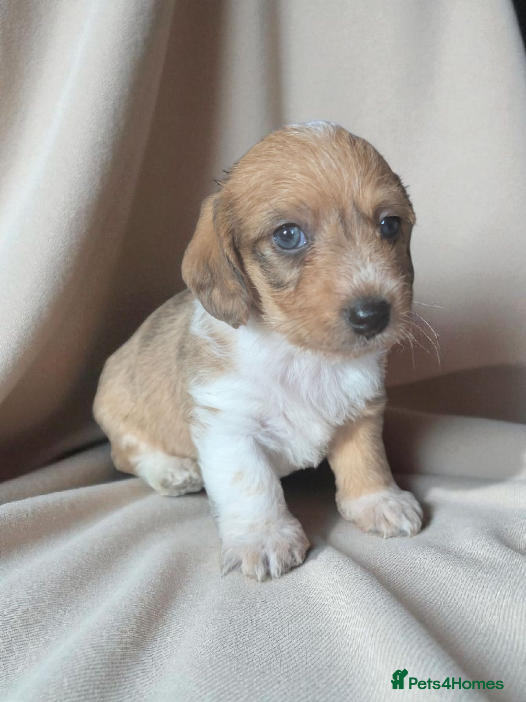 Chiweenie dogs for sale: 5 gorgeous Chiweenie puppies - Image 5