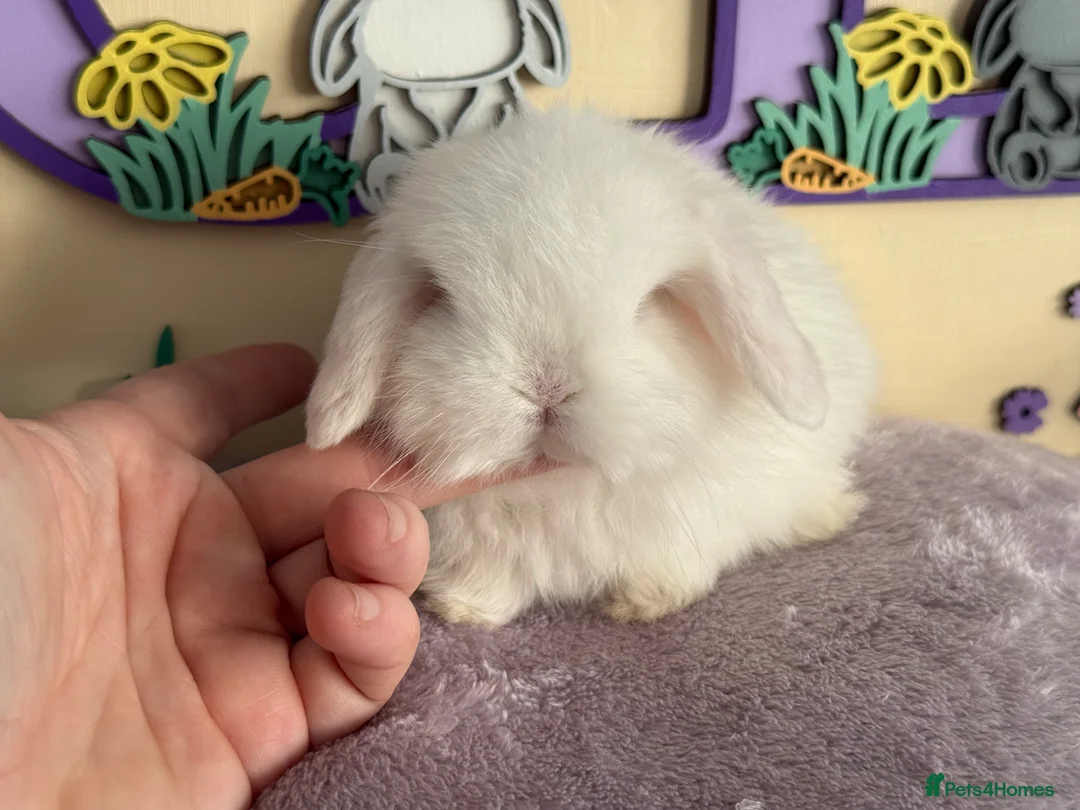 Mini Lop rabbits for sale: Doe and buck mini lops  - Advert 11