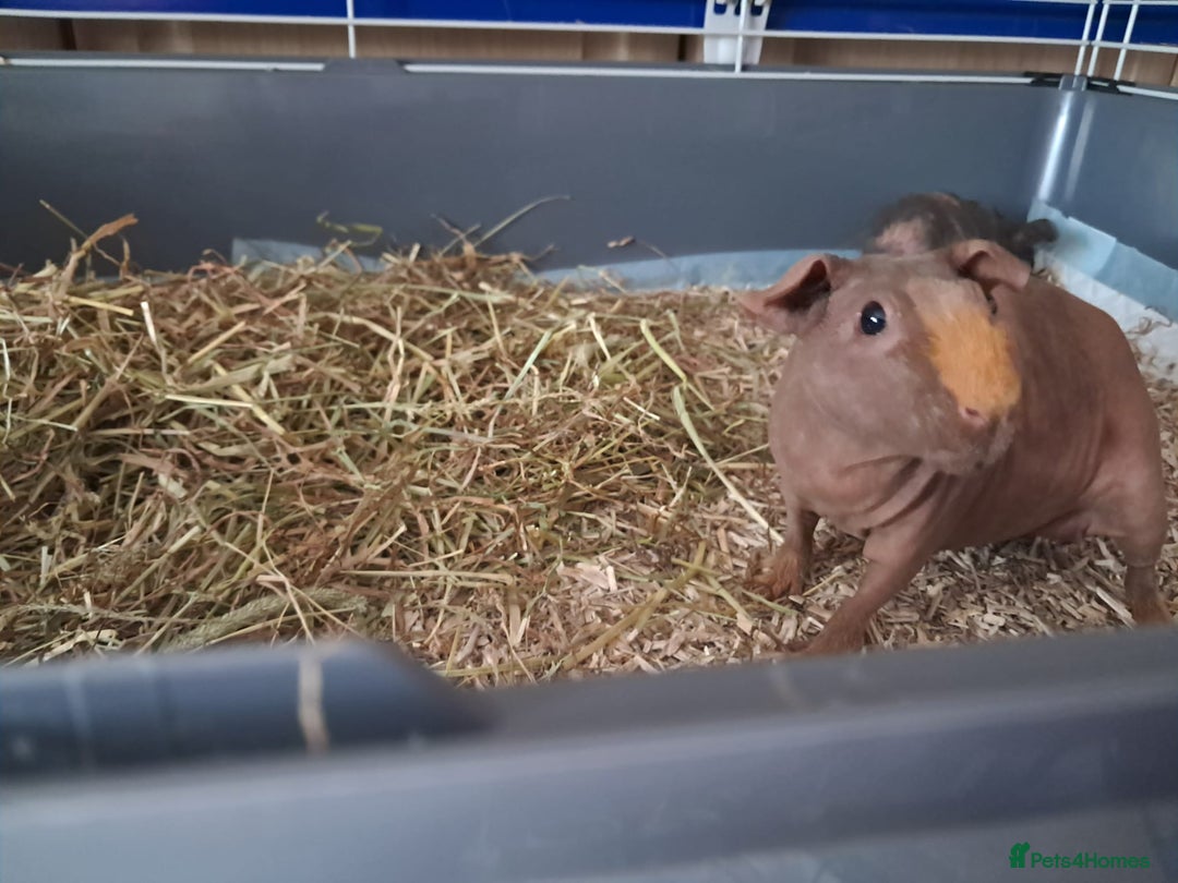 Guinea Pig rodents for sale: BEAUTIFUL MOTHER AND BABY DAUGHTER SKINNY PIGS.  - Advert 8