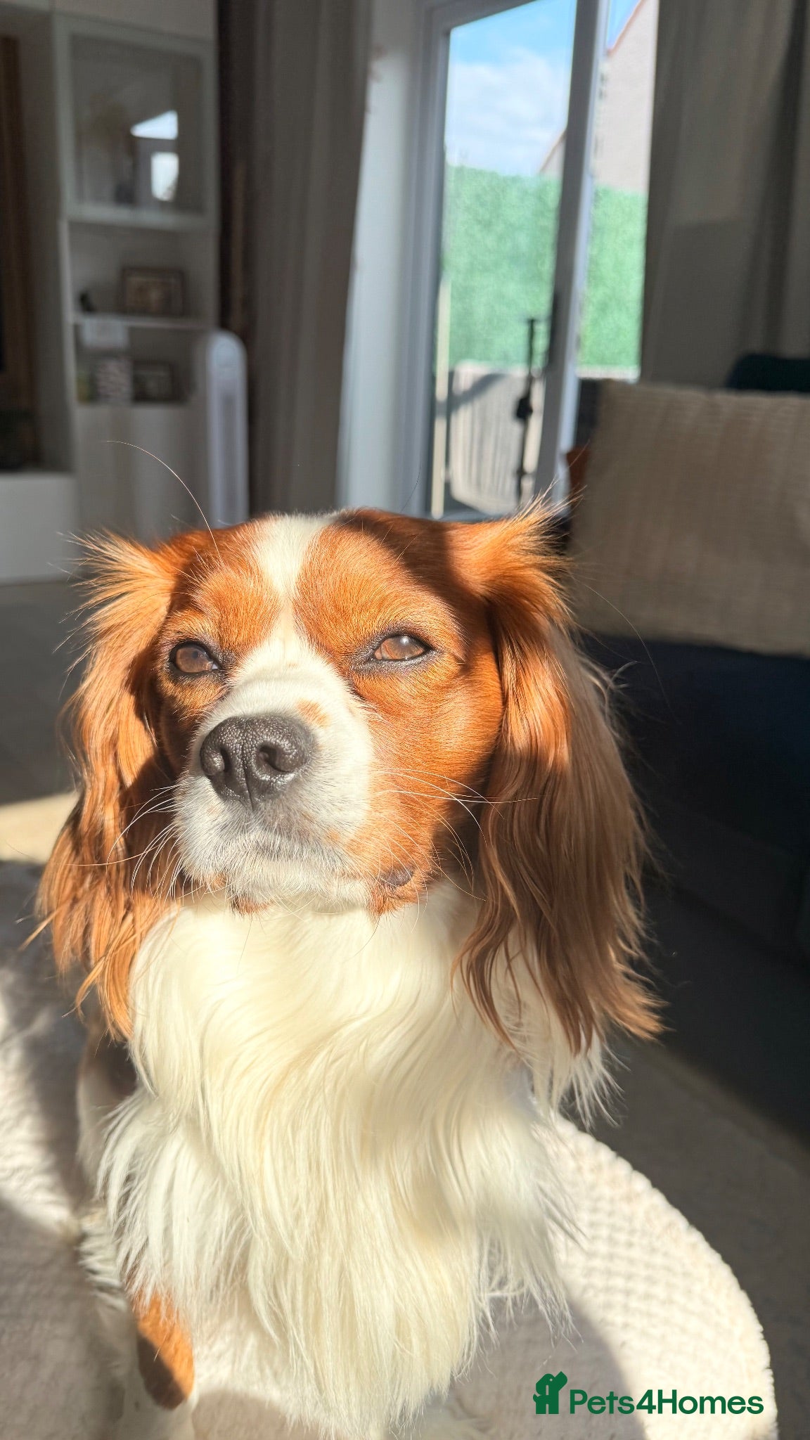 Cavalier King Charles Spaniel dogs Health Tested Cavalier King Charles For Stud - Advert 13