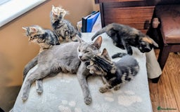 Russian Blue cats for sale: Intelligent & Balanced Russian Blue Cross Kittens - Image 1