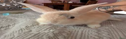 Mixed Breed rabbits for sale: RARE COLOURS - Beautiful baby rabbits  in Eastbourne - Advert 16